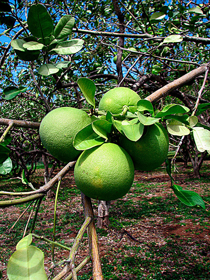 Citrus grandis