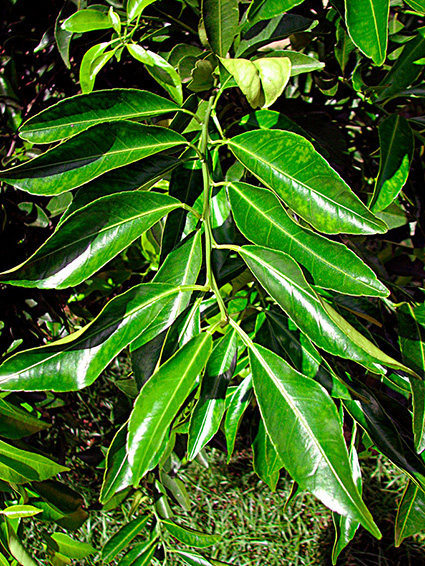 Citrus reticulata