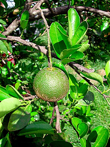 Citrus reticulata