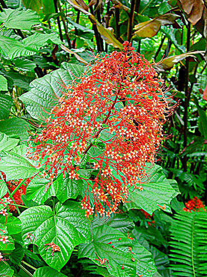 Clerodendrum spp.
