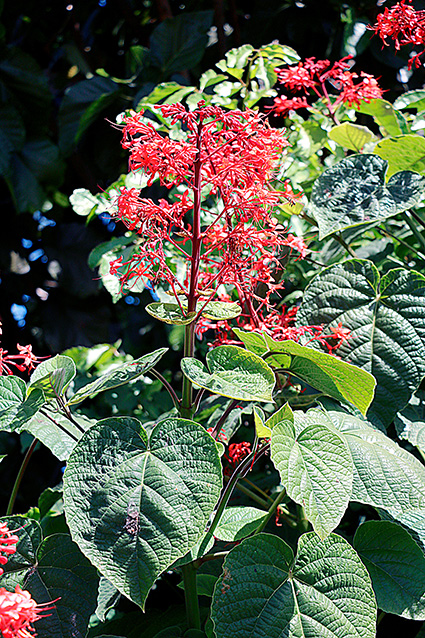 Clerodendrum spp.