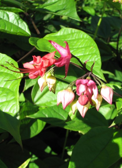 Clerodendrum x speciosum