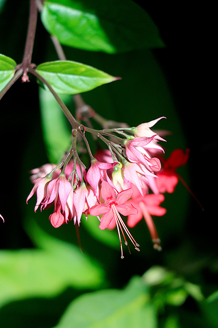 Clerodendrum x speciosum