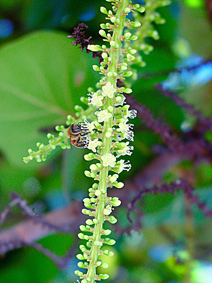 Coccoloba uvifera