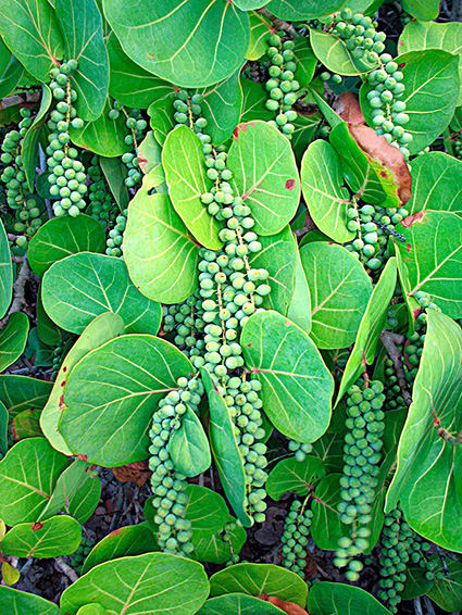 Coccoloba uvifera