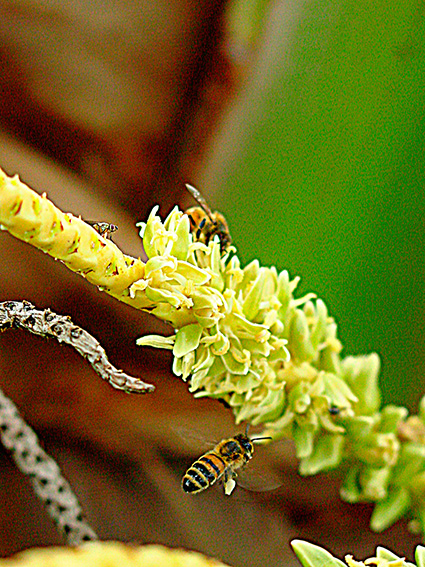 Cocos nucifera