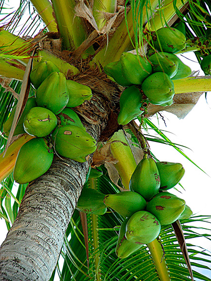 Cocos nucifera