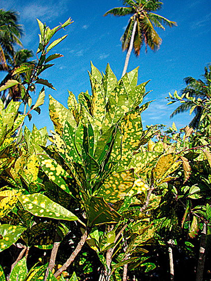 Codiaeum variegatum var. variegatum