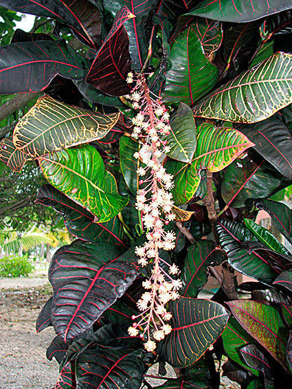 Codiaeum variegatum var. variegatum