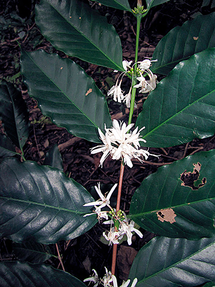 Coffea spp.