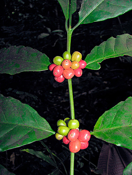 Coffea spp.