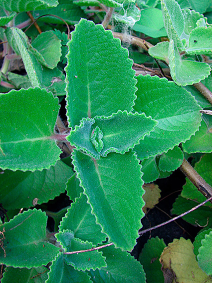 Coleus amboinicus