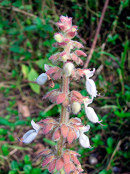 Coleus amboinicus