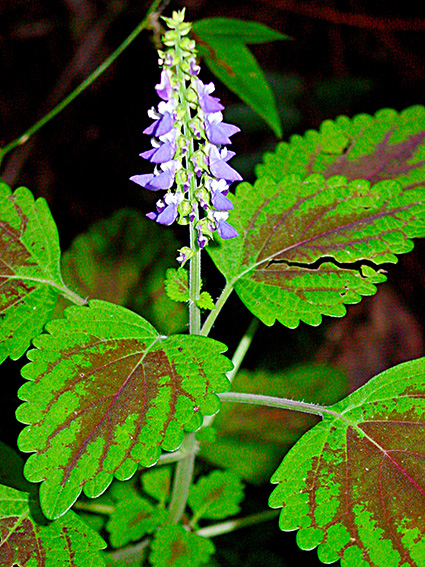 Coleus scutellarioides