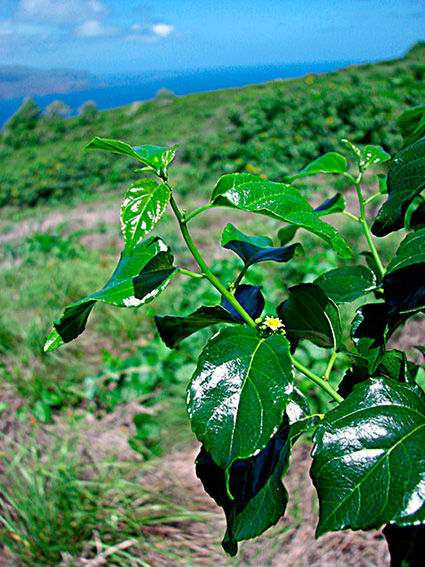 Colubrina asiatica var. asiatica