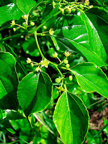 Colubrina asiatica var. asiatica