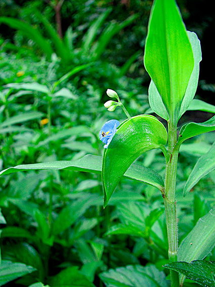 Commelina diffusa