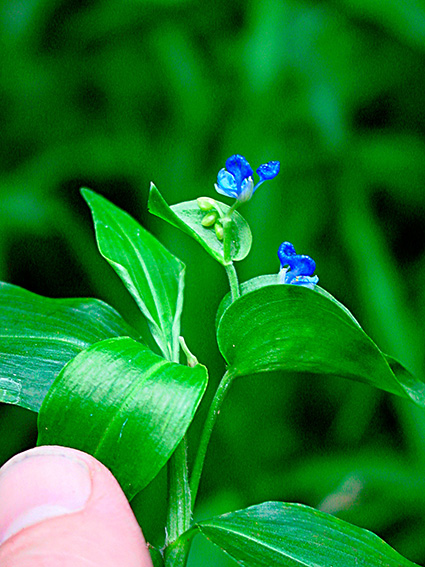 Commelina diffusa