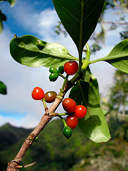 Coprosma taitensis