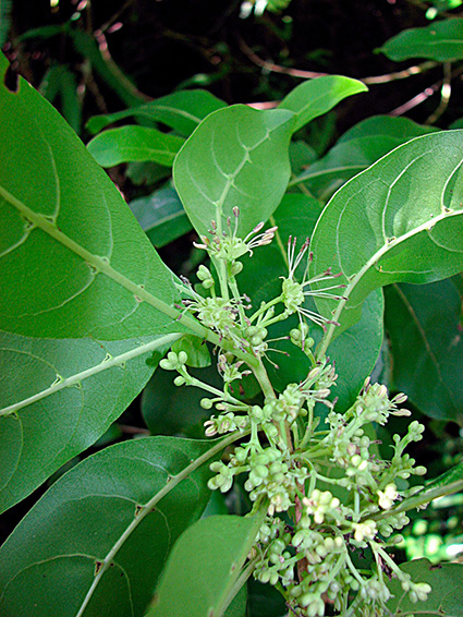 Coprosma taitensis