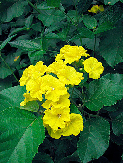 Cordia lutea