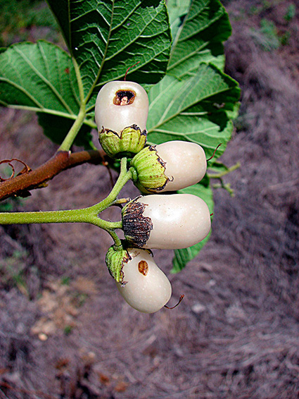 Cordia lutea