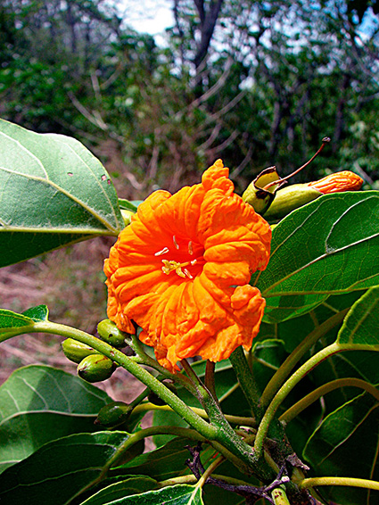 Cordia subcordata