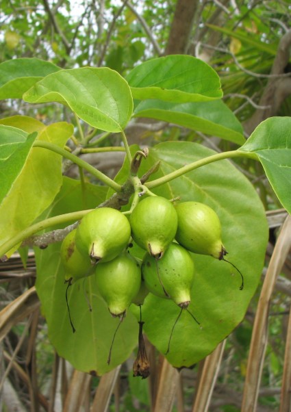 Cordia subcordata