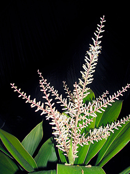 Cordyline fruticosa