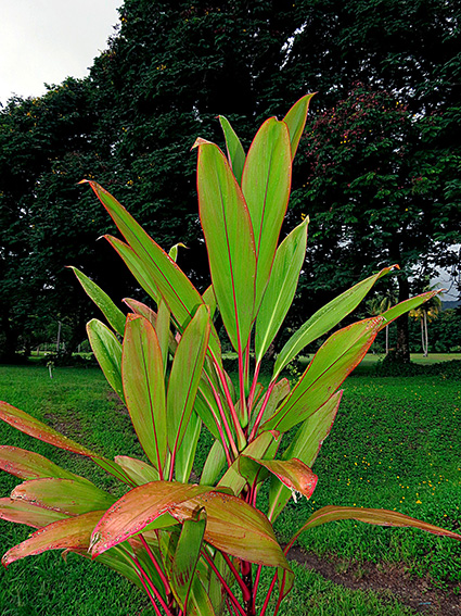 Cordyline fruticosa