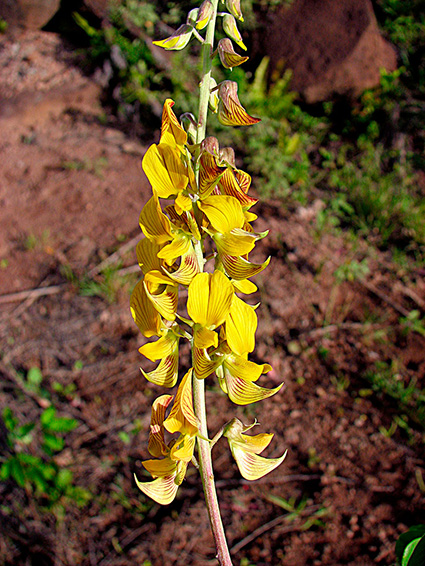 Crotalaria spp.