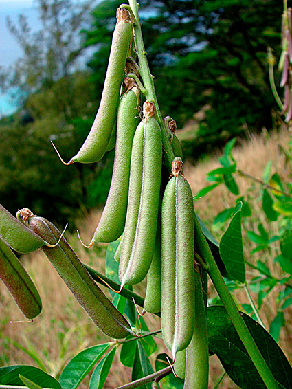 Crotalaria spp.