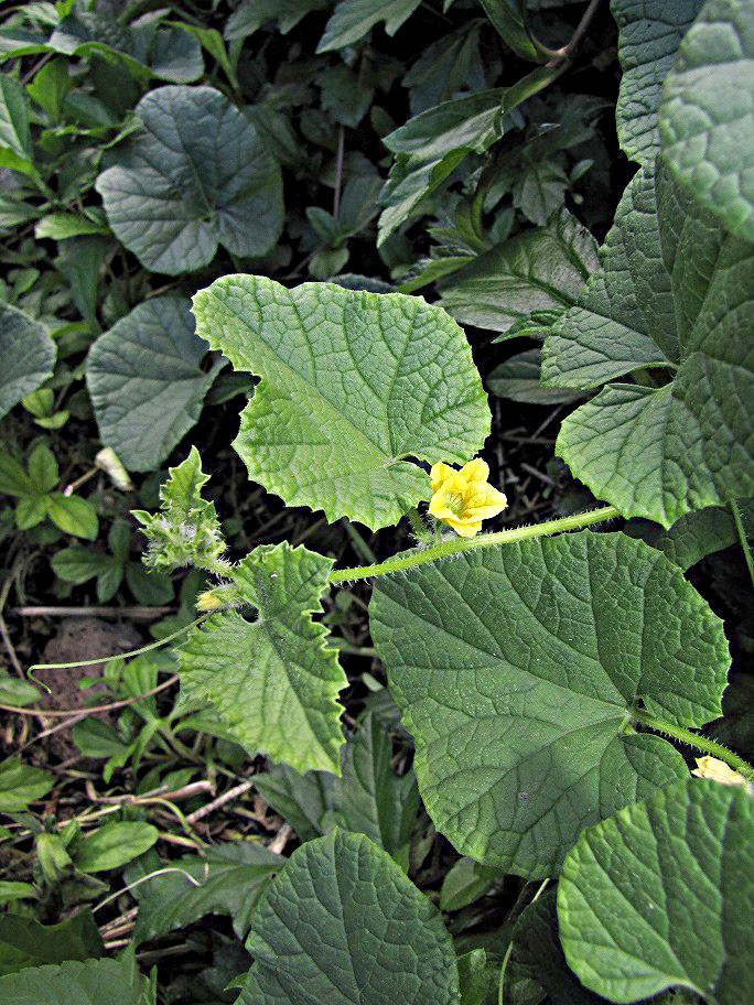 Cucumis melo subsp. melo