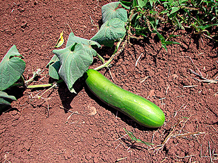 Cucumis sativus