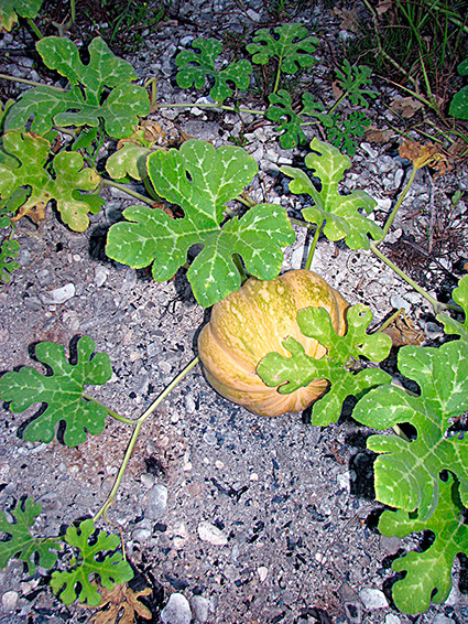 Cucurbita spp.