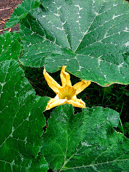 Cucurbita spp.