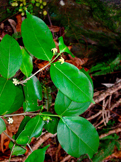 Cyclophyllum barbatum