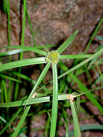 Cyperus aromaticus