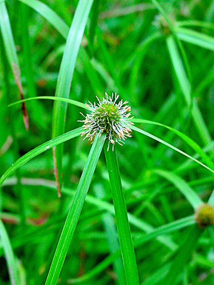 Cyperus aromaticus