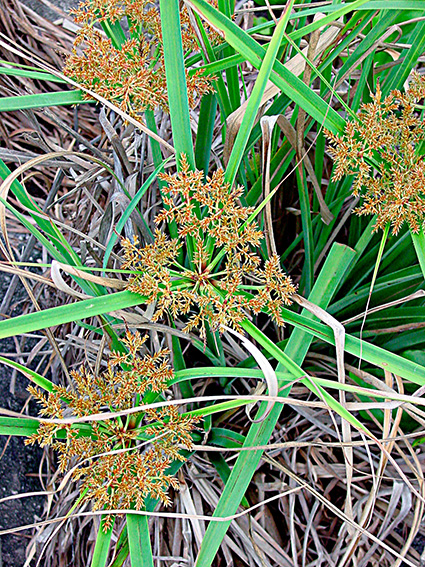 Cyperus javanicus