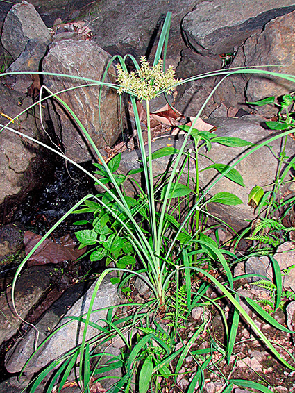 Cyperus javanicus