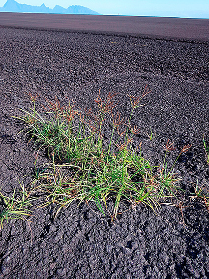 Cyperus rotundus