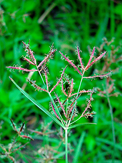 Cyperus rotundus