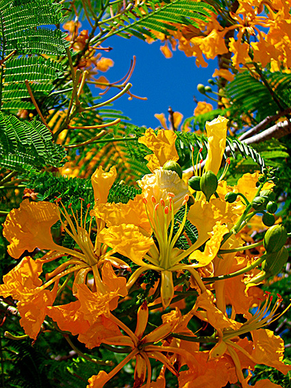 Delonix regia