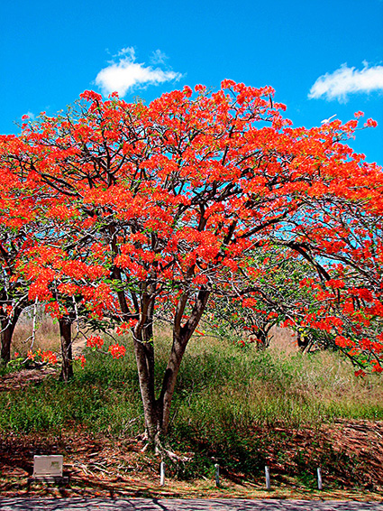 Delonix regia