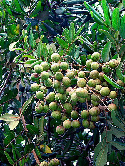 Dimocarpus longan