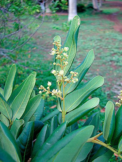 Dimocarpus longan