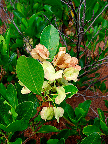 Dodonaea viscosa