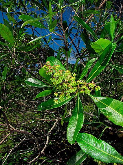 Dodonaea viscosa