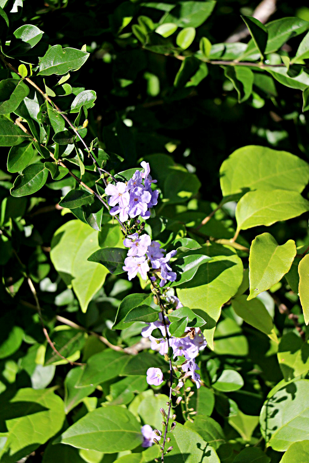 Duranta erecta